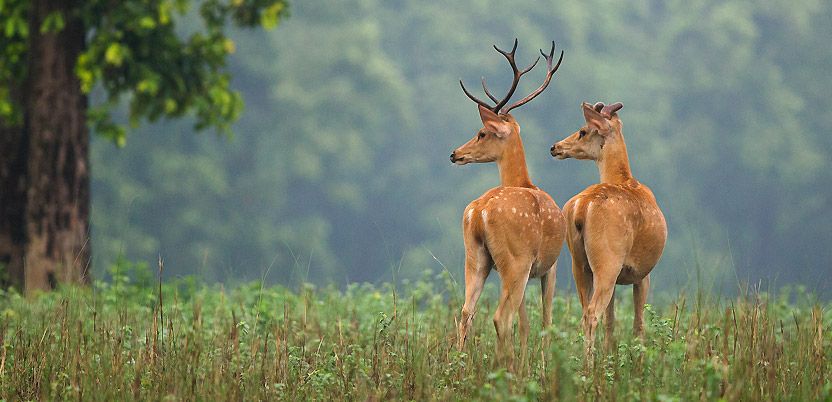 Top 5 National Parks In Rajasthan For A Perfect Safari In 2022