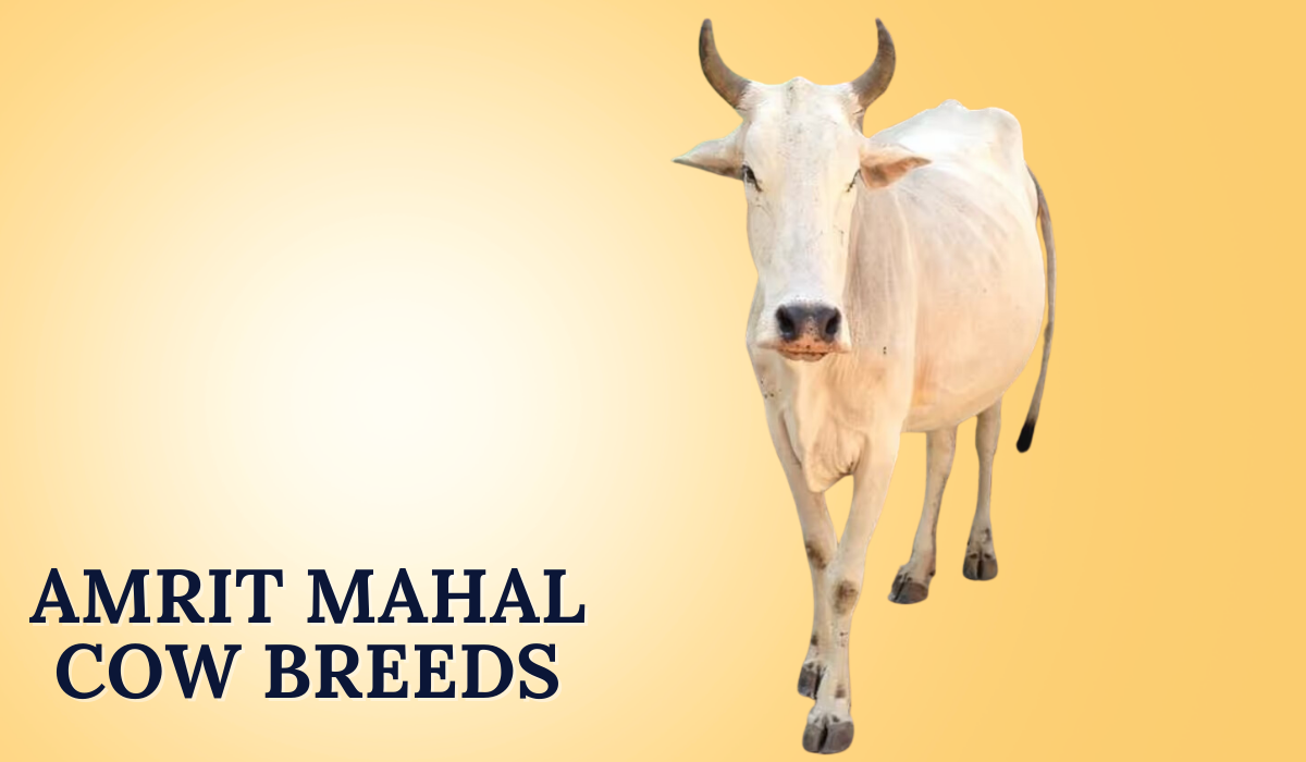 Amrit Mahal Cow Breeds