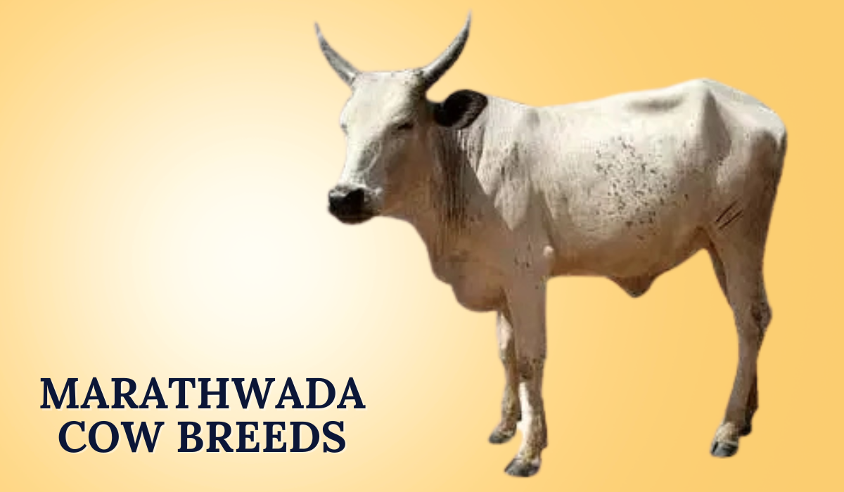 Marathwada Cow Breeds