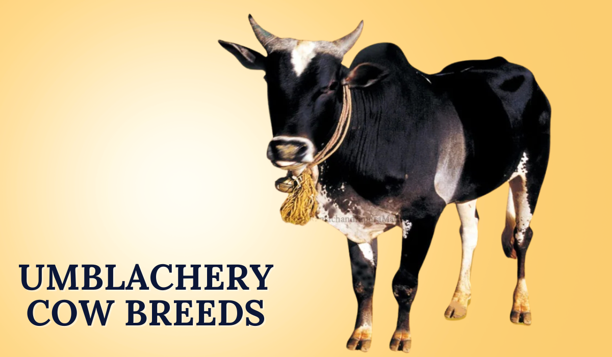 Umblachery cow Breeds