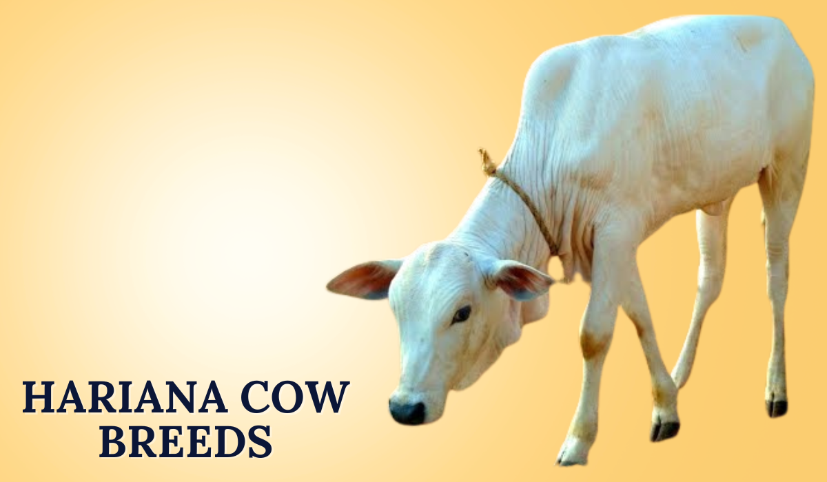 Hariana Cow Breeds