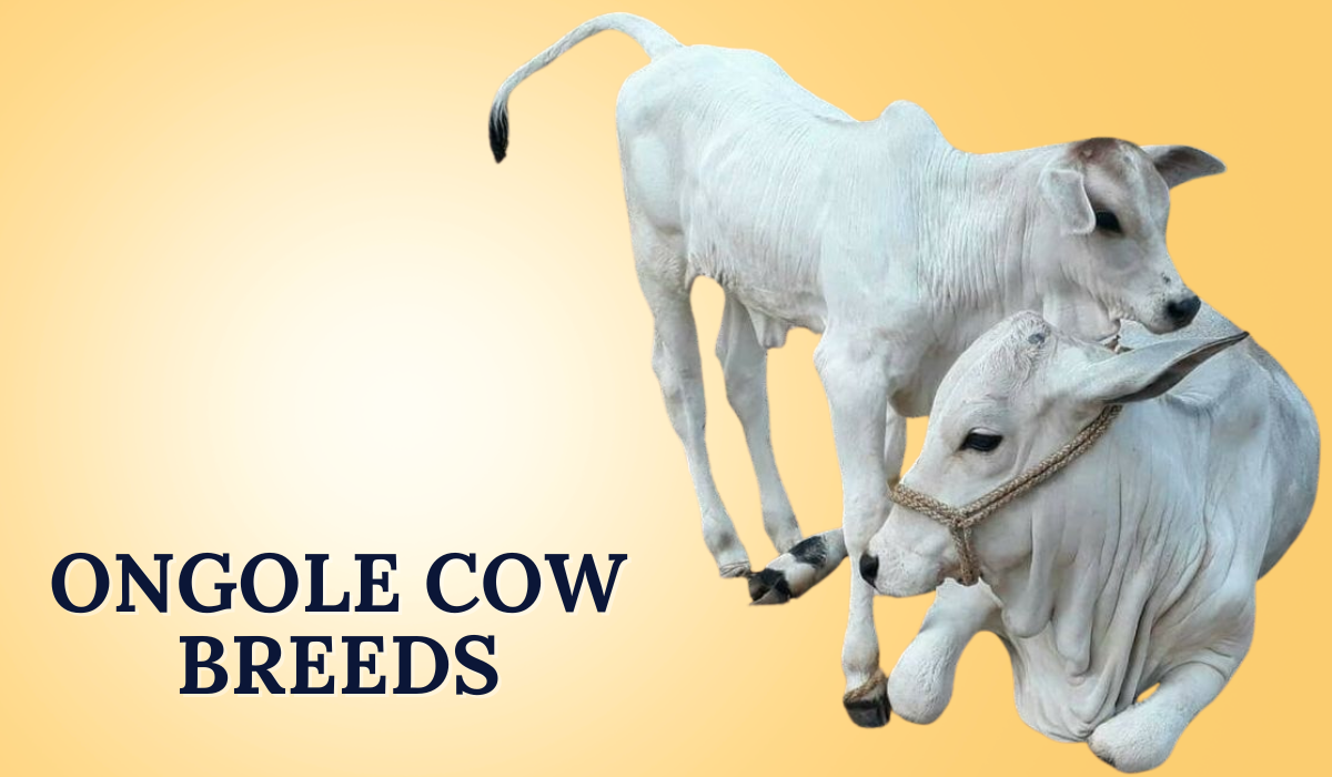 Ongole Cow Breeds are a prized indigenous cattle breed native to the Andhra Pradesh