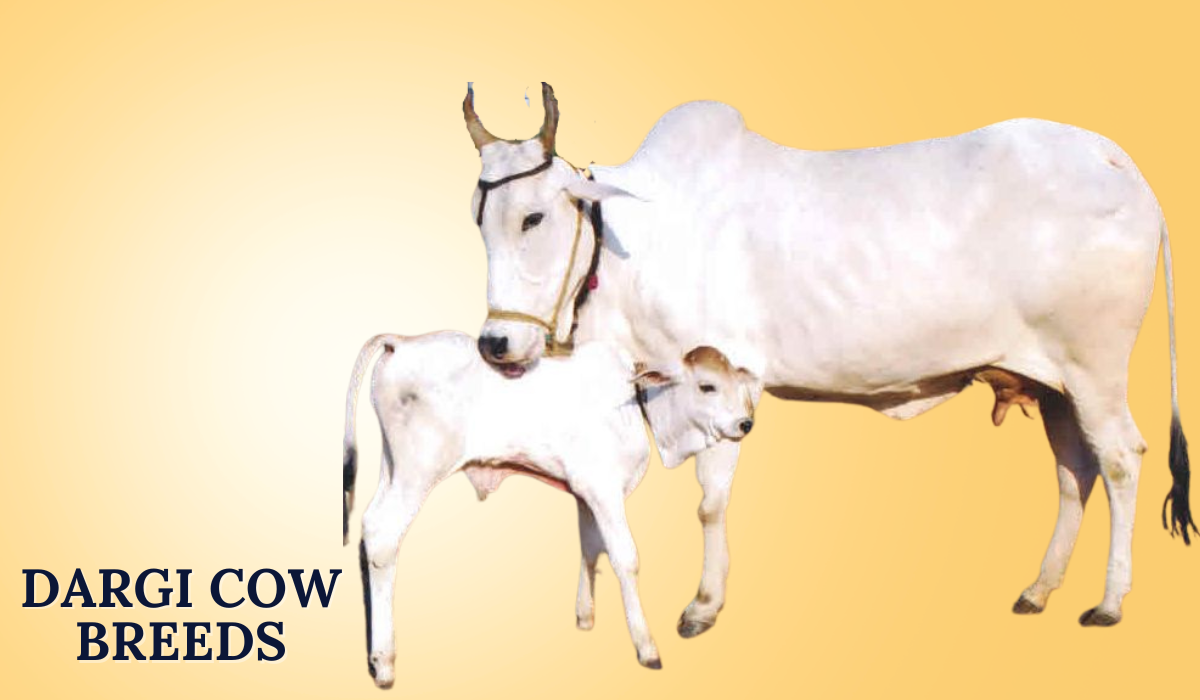 Kosali Cow Breeds