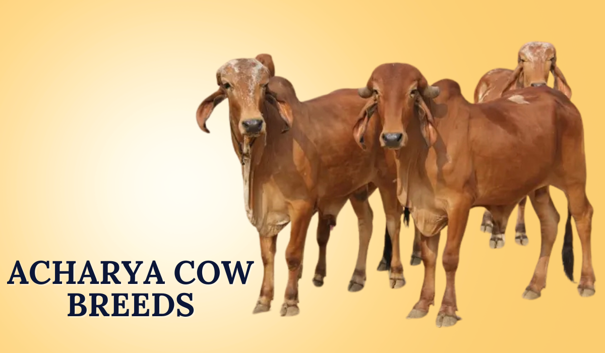 Acharya Cow Breeds