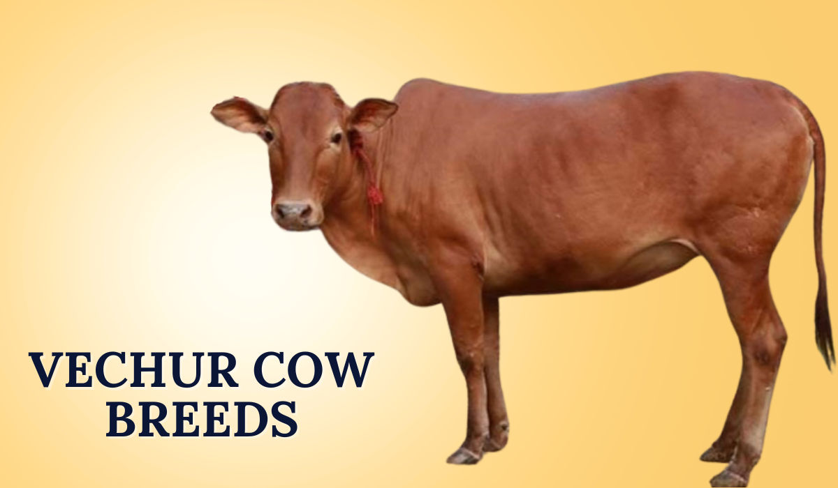 Vechur Cow Breeds