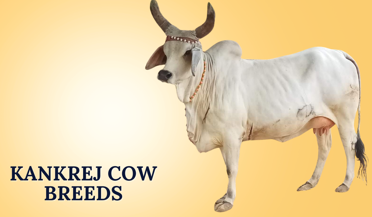 Kankrej Cow Breeds
