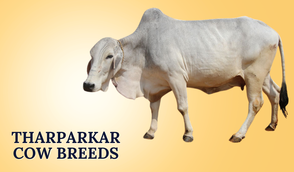 Tharparkar Cow Breeds