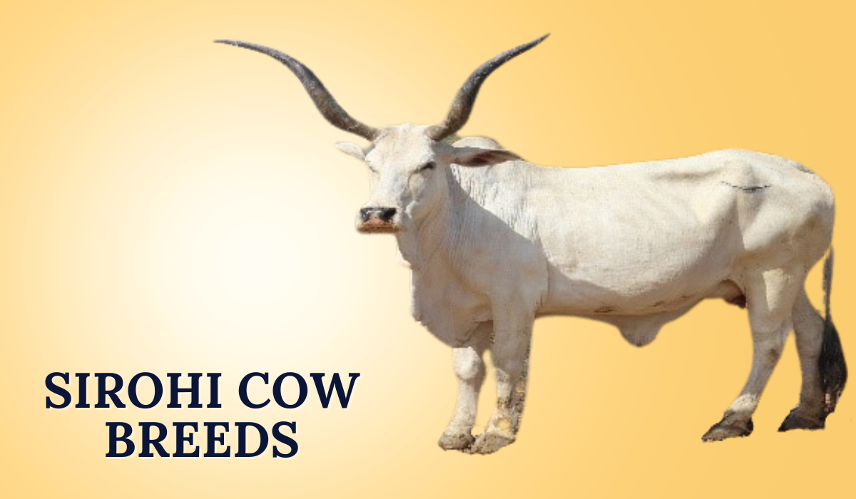 Sirohi Cow Breeds
