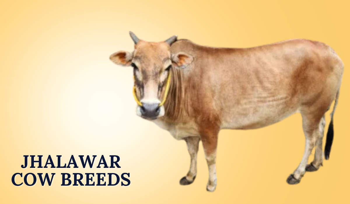 Jhalawar Cow Breeds
