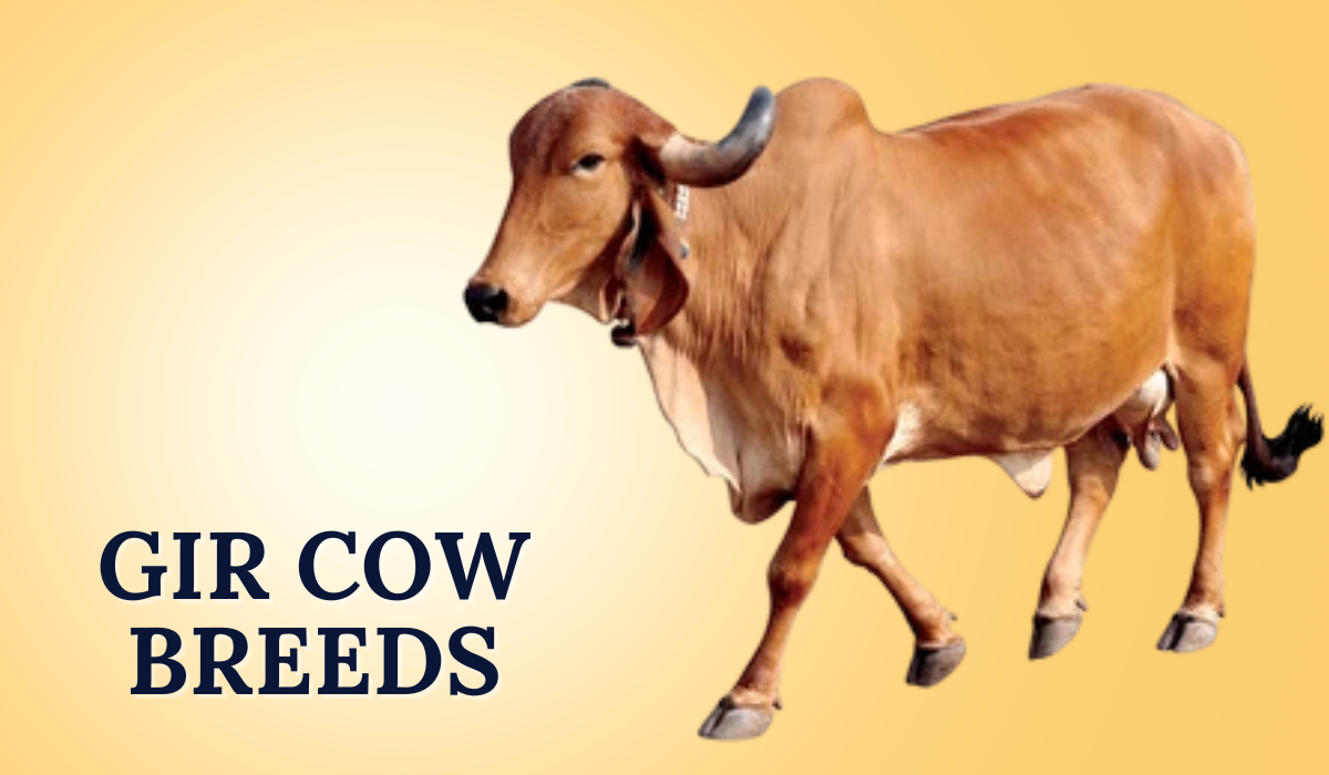 Gir Cow Breeds are one of the most prominent and revered indigenous cattle breeds in India