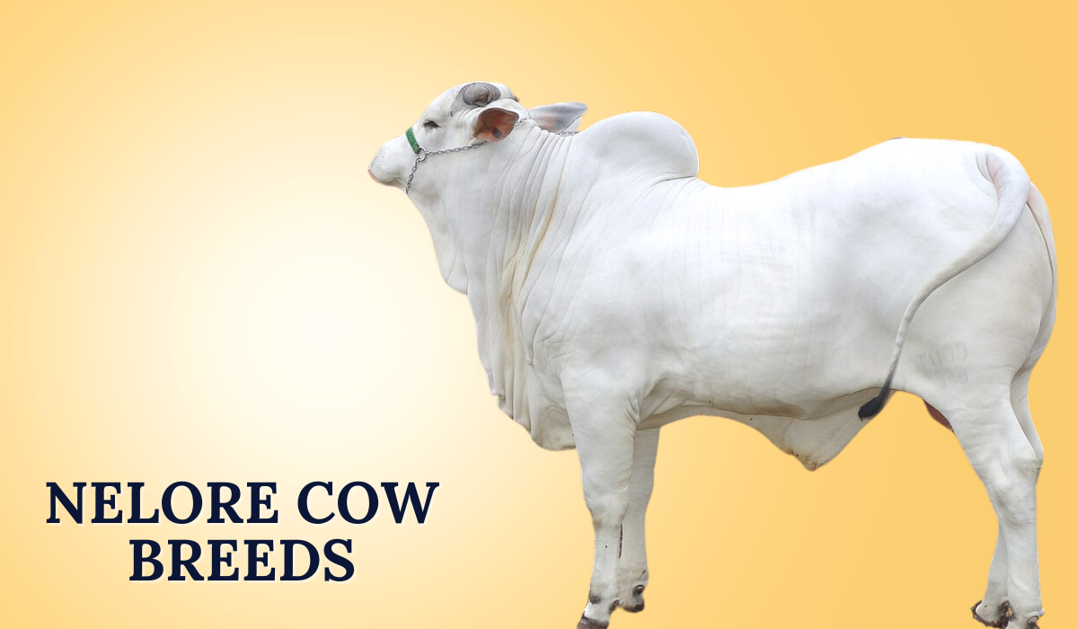Nelore Cow Breeds In India