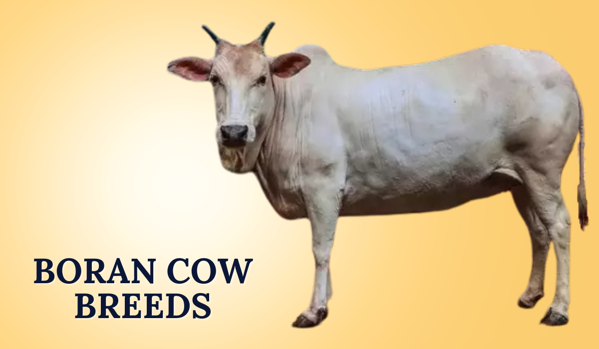 Boran Cow Breeds In India