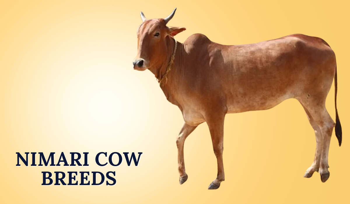 Nimari Cow Breeds In India