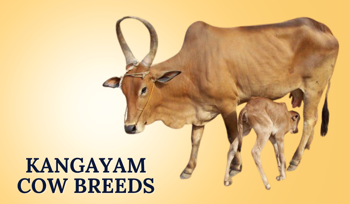 Kangayam Cow Breeds In India