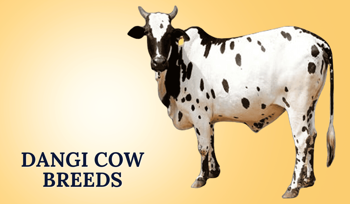 Dangi Cow Breeds In India